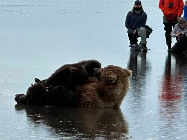 alaskan brown bear tours