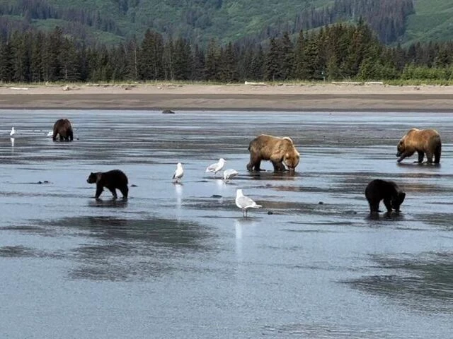 alaskan brown bear tours
