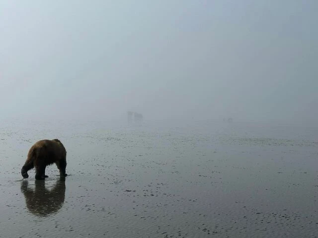 alaskan brown bear tours