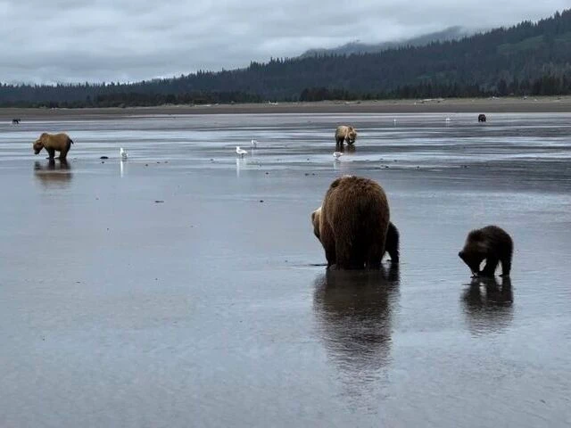alaskan brown bear tours