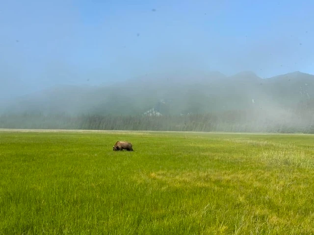 alaskan brown bear tours