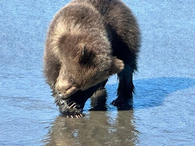 alaskan brown bear tours