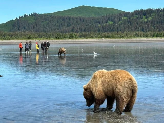 alaskan brown bear viewing