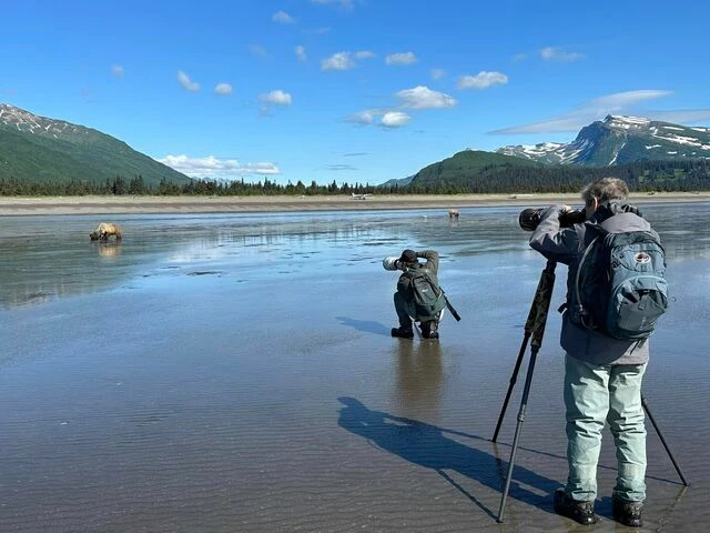 alaskan brown bear viewing
