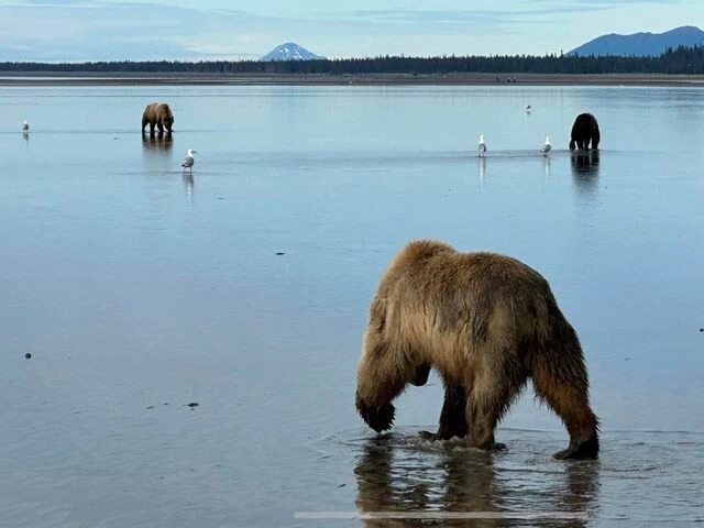 alaskan brown bear viewing