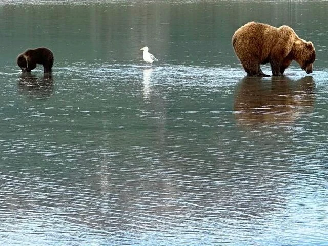 alaskan brown bear viewing