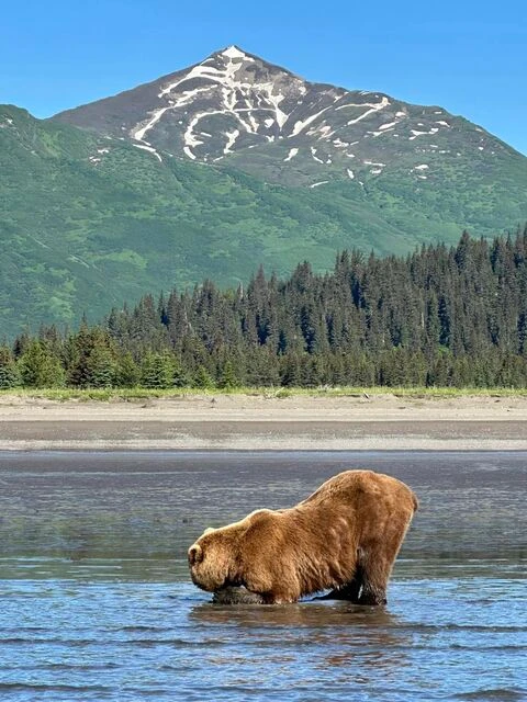 bear viewing in alaska