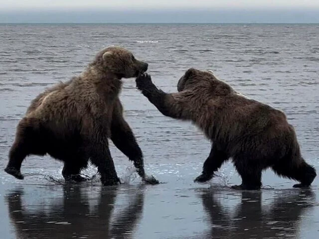 bear viewing tours in alaska 1