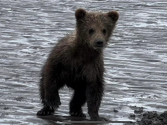 bear viewing tours in alaska