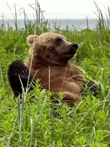 bear viewing tours in alaska