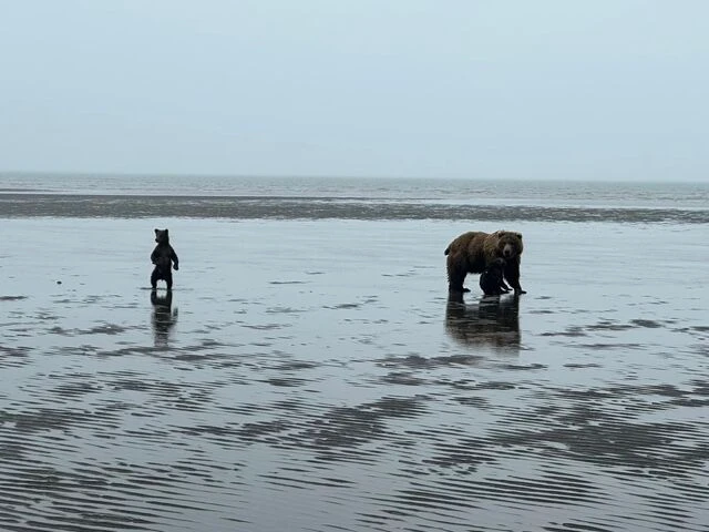 bear viewing tours in alaska