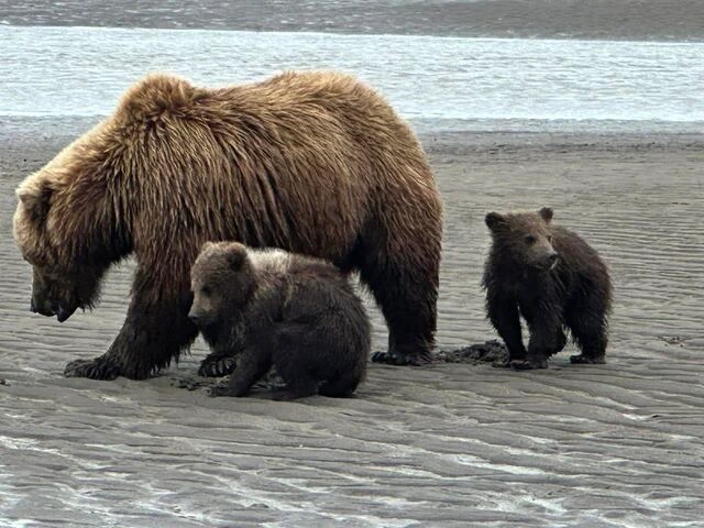 bear viewing tours in alaska