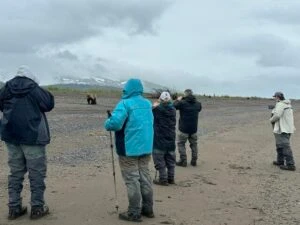 bear watching alaska