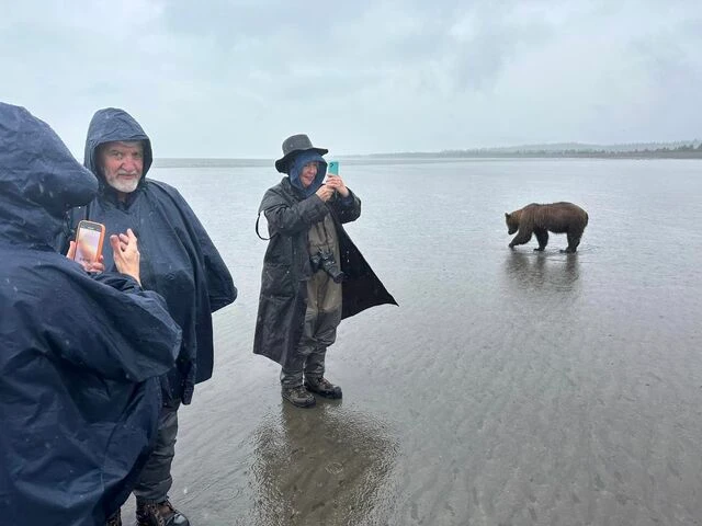 bear watching alaska