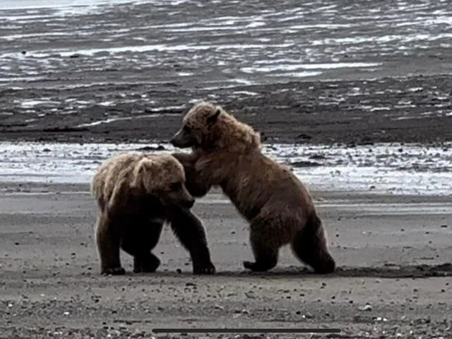 bear watching alaska