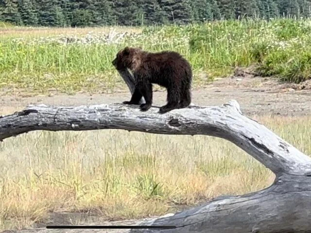 alaskan brown bear tours 