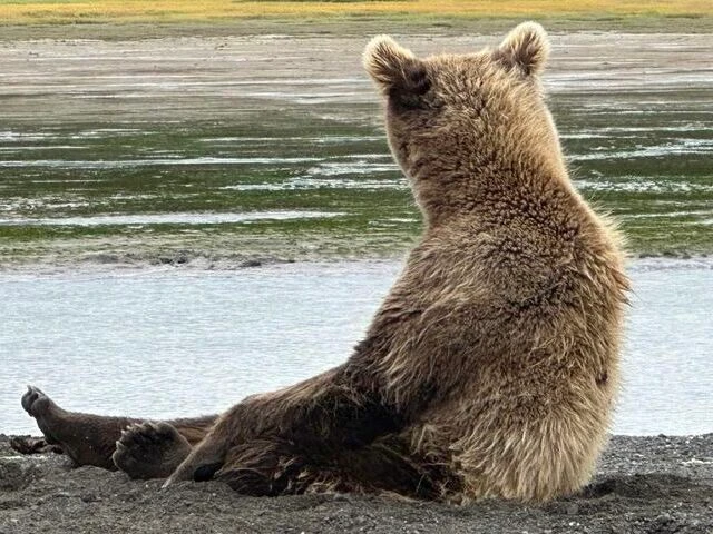 alaskan brown bear viewing