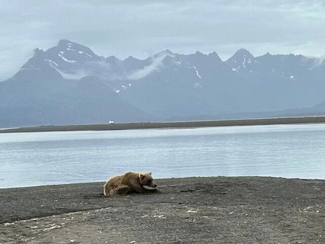 alaskan brown bear viewing