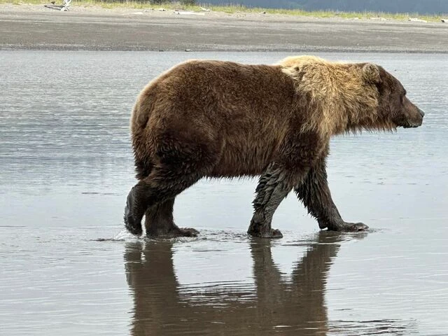 bear viewing alaska