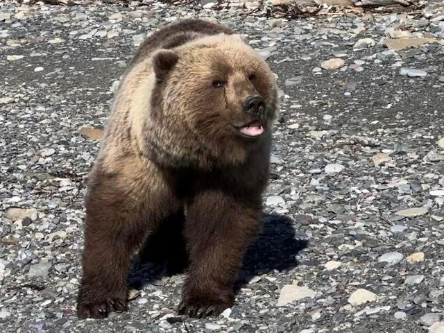 Bear Viewing in Alaska