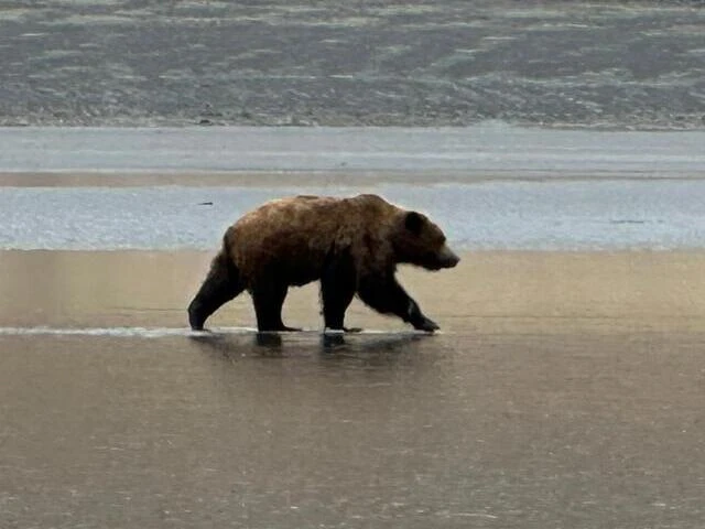 Bear Viewing in Alaska