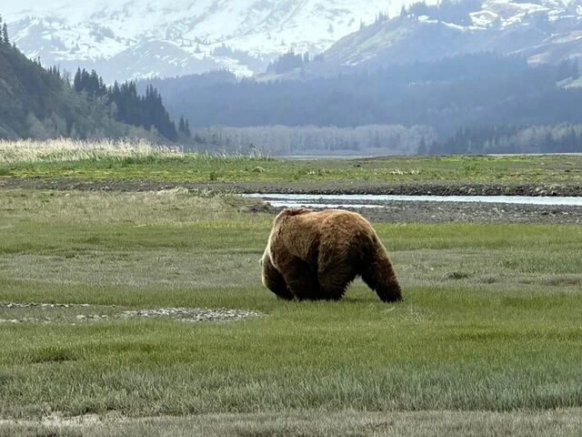 Bear Viewing in Alaska