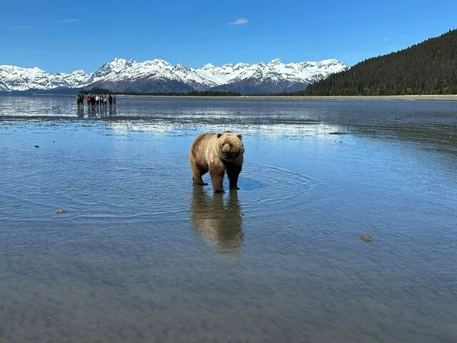 grizzly bear viewing alaska