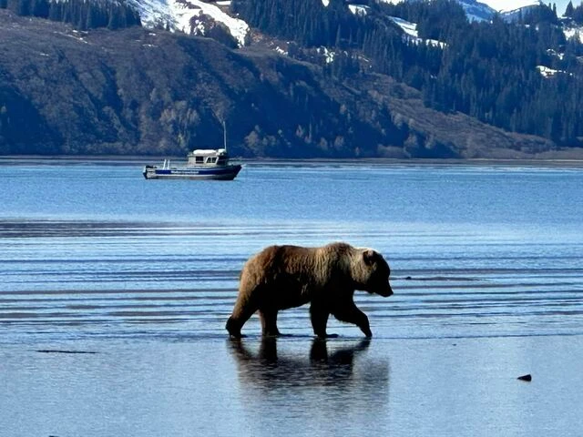 grizzly bear viewing alaska