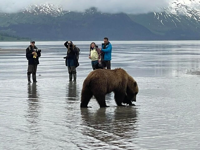 Bear Viewing in Alaska