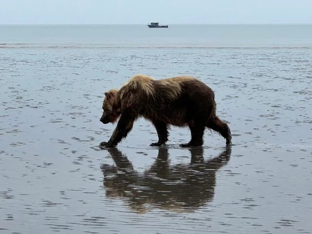 bear viewing alaska