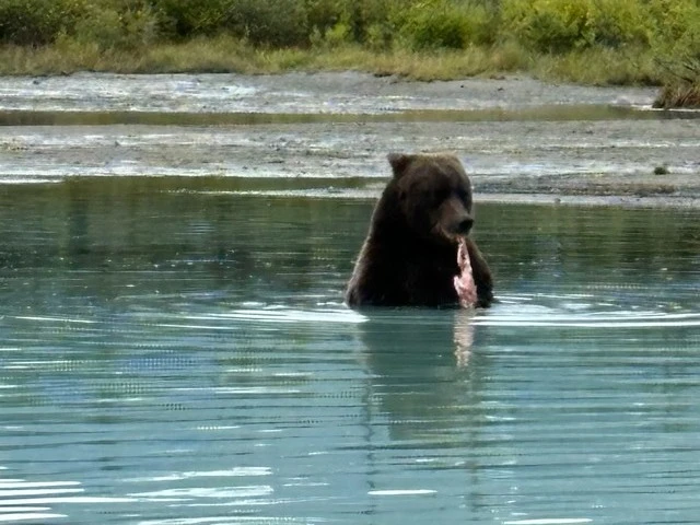 Bear Viewing in Alaska