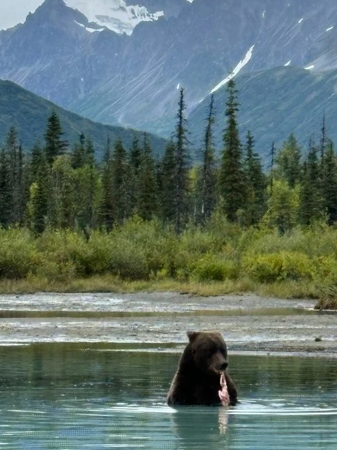 Bear Viewing in Alaska