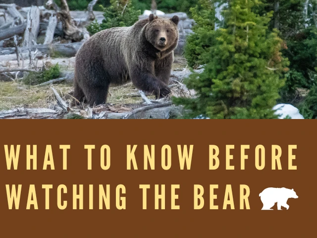 What to know before watching the bear season in Alaska