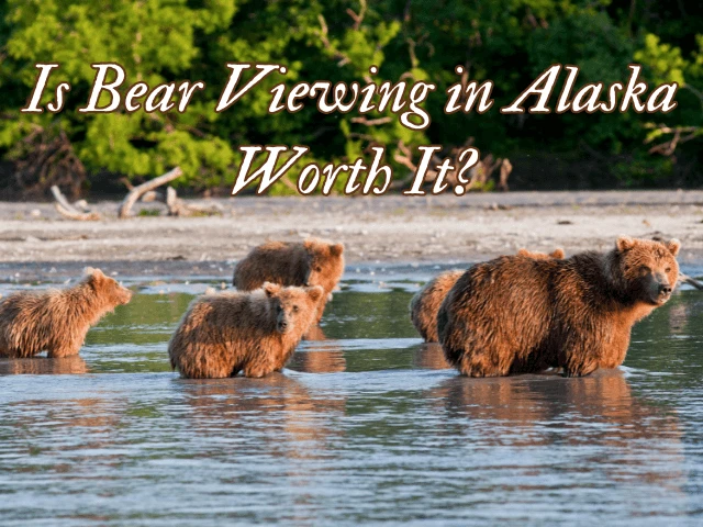 Is Bear Viewing in Alaska Worth It