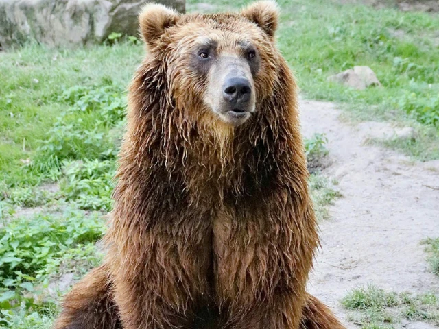 grizzly bear viewing Alaska