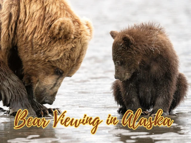 Bear Viewing in Alaska