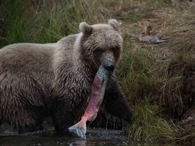 Bear Watching in Alaska