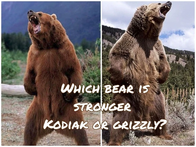 Which Bear stronger Kodiak or grizzly