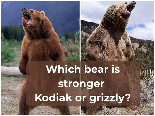 stronger-Kodiak-or-grizzly