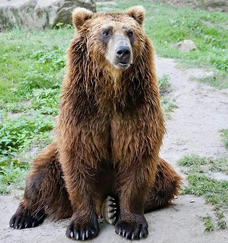 Encounter bears Encounter bears