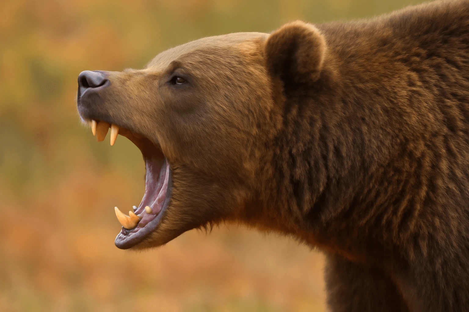 How to Avoid Brown Bear Attacks 1 How to Avoid Brown Bear Attacks