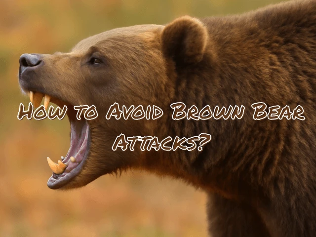How to Avoid Brown Bear Attacks