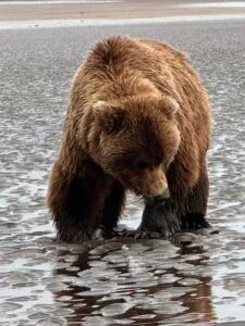 bear viewing alaska
