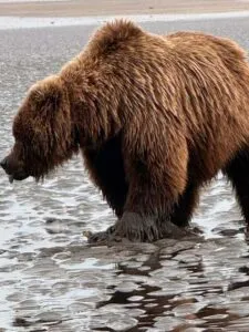 bear viewing alaska
