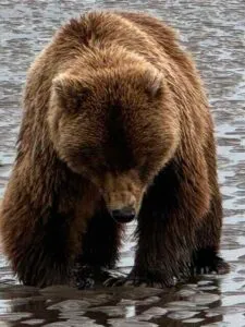 bear viewing alaska