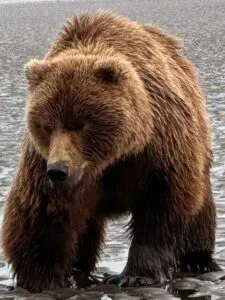 bear viewing alaska