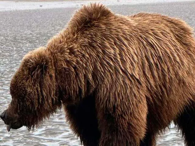 bear viewing alaska