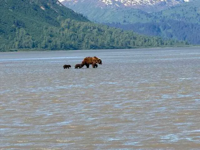 Bear Viewing in Alaska