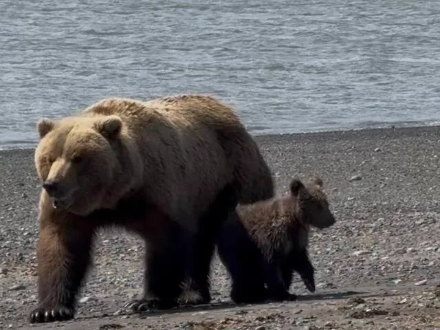 Bear Viewing in Alaska