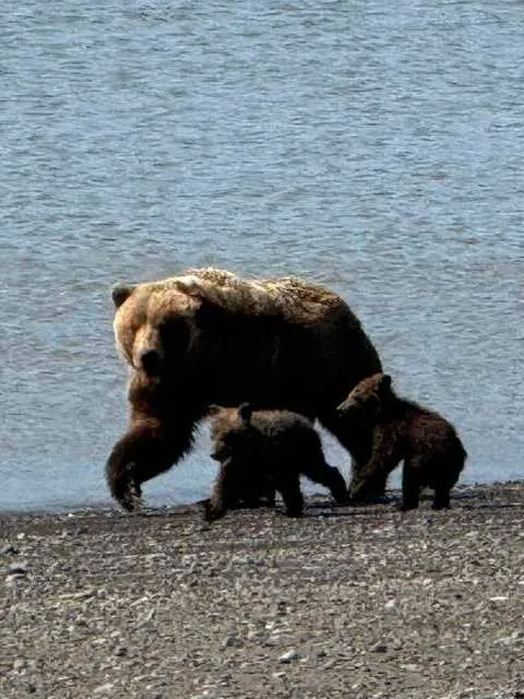 Bear Viewing in Alaska